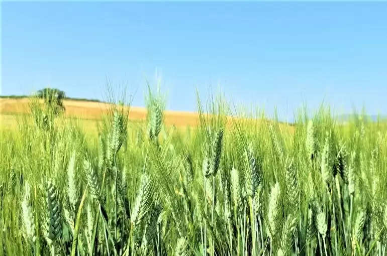 Importance of potash in wheat: बुवाई के समय गेंहू में पोटाश नहीं डाला तो इस समय स्प्रे करते वक्त मिटटी में डालें यह खाद