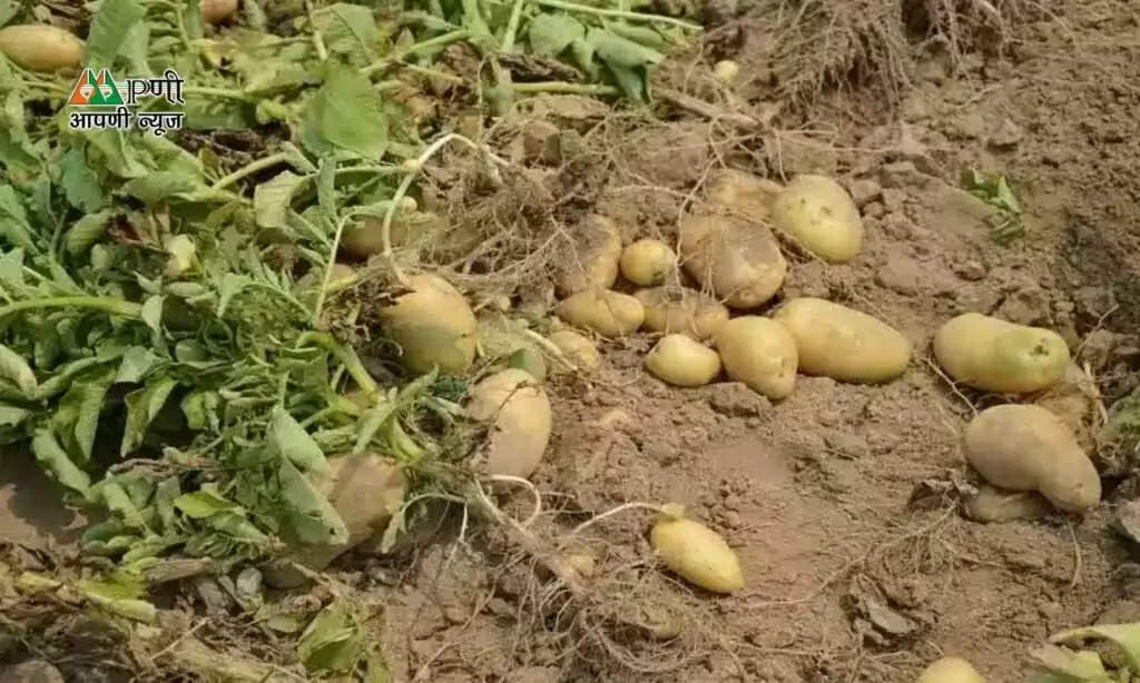 Potato crops: आलू की फसल में झुलसा रोग बचा रहा तबाही, जल्दी करें ये उपाय