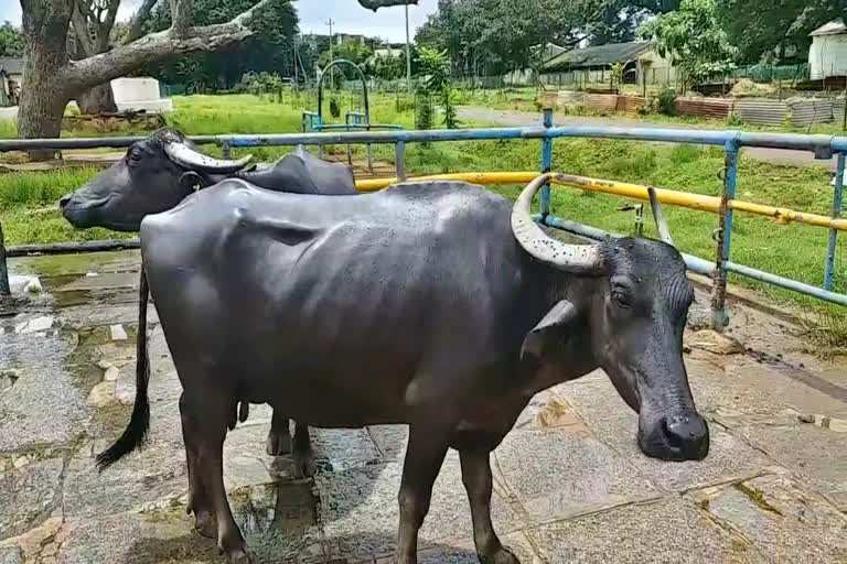 Dharwadi Buffalo: भैंस की ऐसी नस्ल जो देती है 1500 लीटर दूध