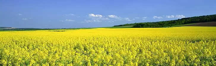 Mustard field: सरसों की फसल को कोहरे, पाले व खरपतवार से बचाने के लिए दिसंबर माह में करें ये काम