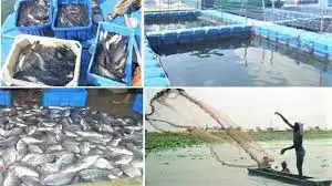 Fish Farming: मछली पालन के लिए मिलेगा लोन और ट्रेनिंग, ऐसे उठाएं लाभ