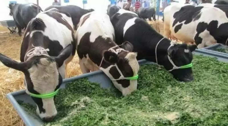 Animal Husbandry: दुधारू पशुओं को खिलाएं यह चारा बढ़ेगा दूध, सूखी गाय-भैंसों का आहार भी जानें