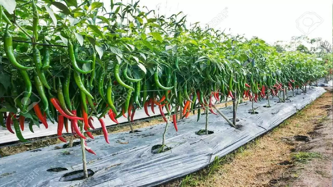 Best fertilizer for chilli seedlings: मिर्च की रोपाई से पहले जान लें खेती करने के ये नियम, पैदावार होगी डबल