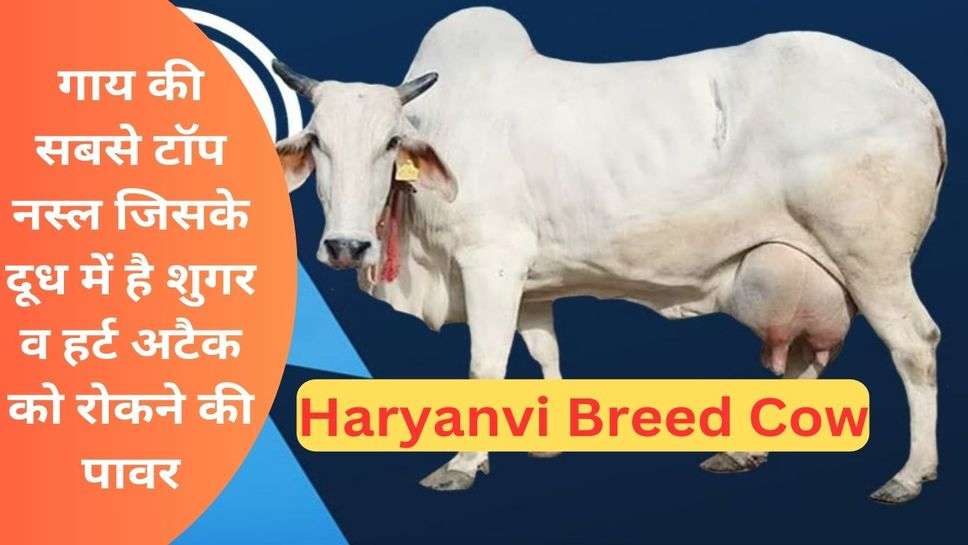 Haryanvi Breed Cow: गाय की सबसे टाॅप नस्ल जिसके दूध में है शुगर व हर्ट अटैक को रोकने की पावर