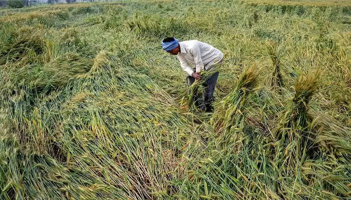 Wheat Crop:  किसान रहें सतर्क.... बारिश से प्रभावित हो रही गेहूं की फसल, इन राज्यों में खतरा