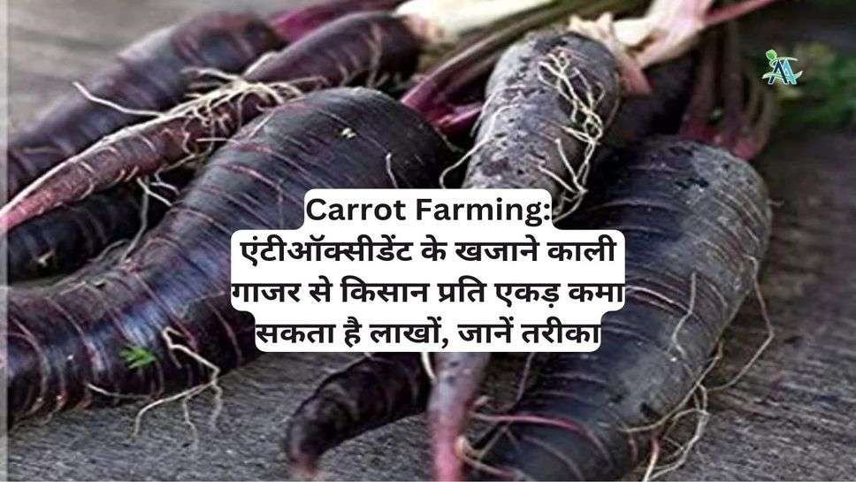 Carrot Farming: एंटीऑक्सीडेंट के खजाने काली गाजर से किसान प्रति एकड़ कमा सकता है लाखों, जानें तरीका