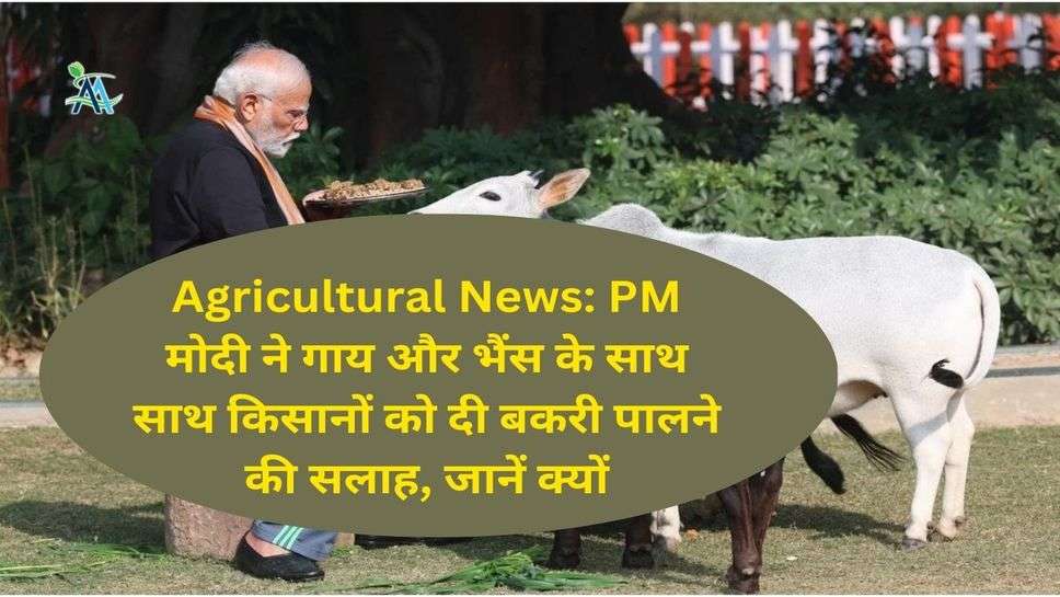 Agricultural News: PM मोदी ने गाय और भैंस के साथ साथ किसानों को दी बकरी पालने की सलाह, जानें क्यों