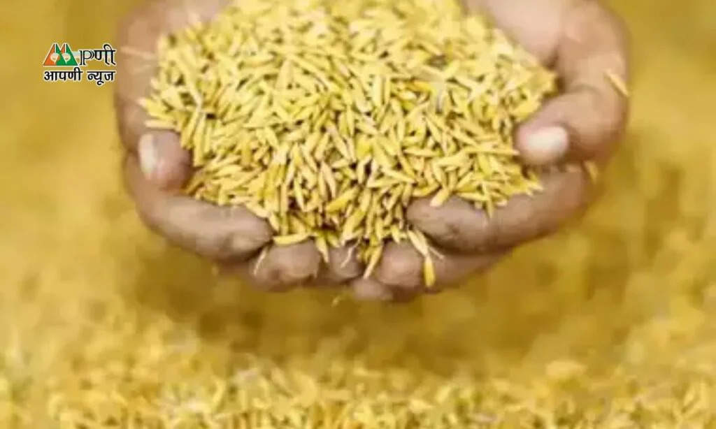 Wheat And Rice Scientists: गेहूं व चावल की गुणवत्ता को लेकर वैज्ञानिकों का बड़ा खुलासा, जानें पिछले 60 साल में क्वालिटी में कितना हुआ बदलाव