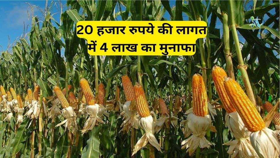 Sweet Corn Farming: 20 हजार रुपये की लागत में 4 लाख का मुनाफा