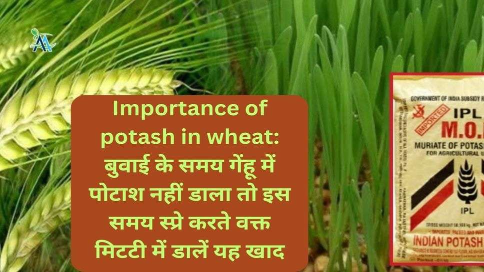 Importance of potash in wheat: बुवाई के समय गेंहू में पोटाश नहीं डाला तो इस समय स्प्रे करते वक्त मिटटी में डालें यह खाद