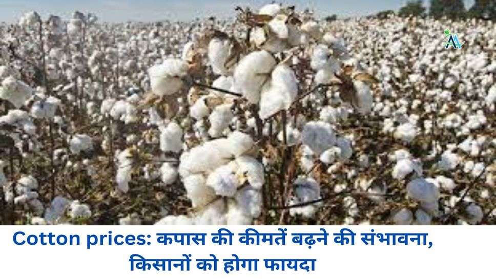 Cotton prices: कपास की कीमतें बढ़ने की संभावना, किसानों को होगा फायदा