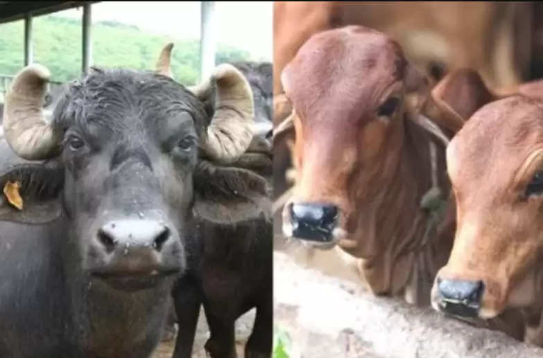 Cow and Buffalo Milk:  गाय-भैंस के दूध की मात्रा होगी दोगुना, अपनाएं यह उपाय