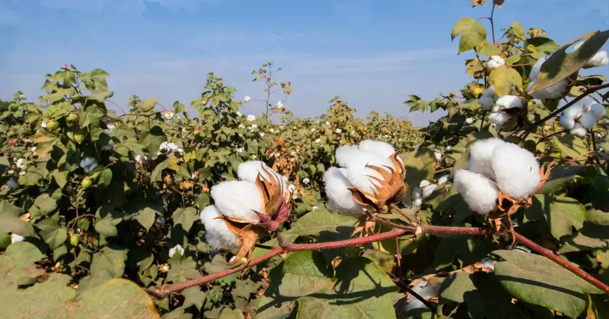 Cotton Variety: कपास की फसल के लिए उपयुक्त मानें जानें वाली किस्में,  जानें  इसके बारे में सबकुछ
