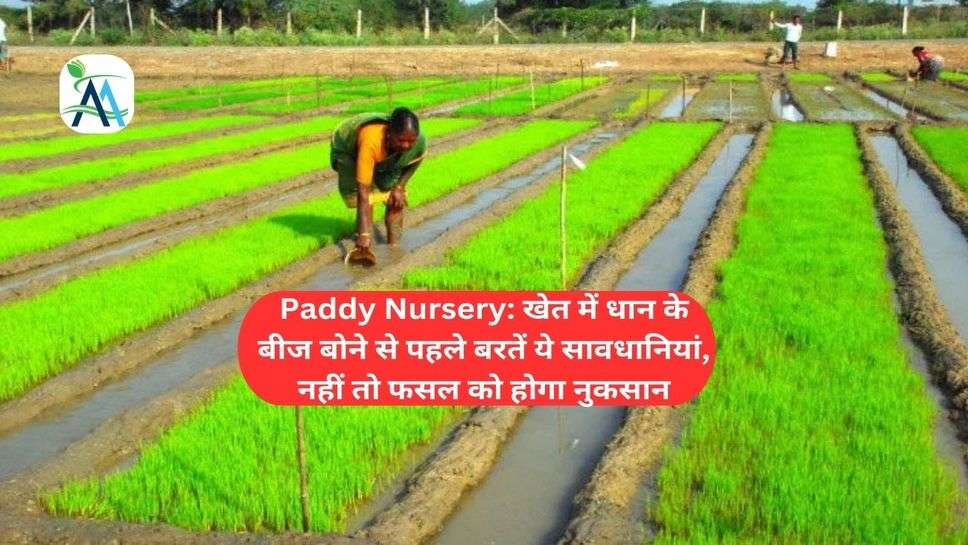 Paddy Nursery: खेत में धान के बीज बोने से पहले बरतें ये सावधानियां, नहीं तो फसल को होगा नुकसान