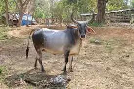 Kankrej Breed Cow: ये गाय देती है 1800 लीटर दूध, जानें इसको पालने के फायदे