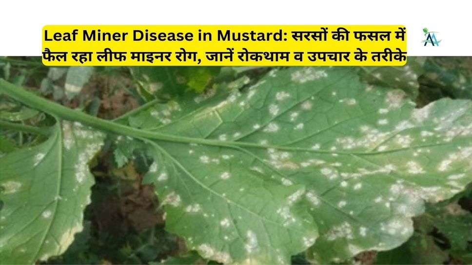 Leaf Miner Disease in Mustard: सरसों की फसल में फैल रहा लीफ माइनर रोग, जानें रोकथाम व उपचार के तरीके
