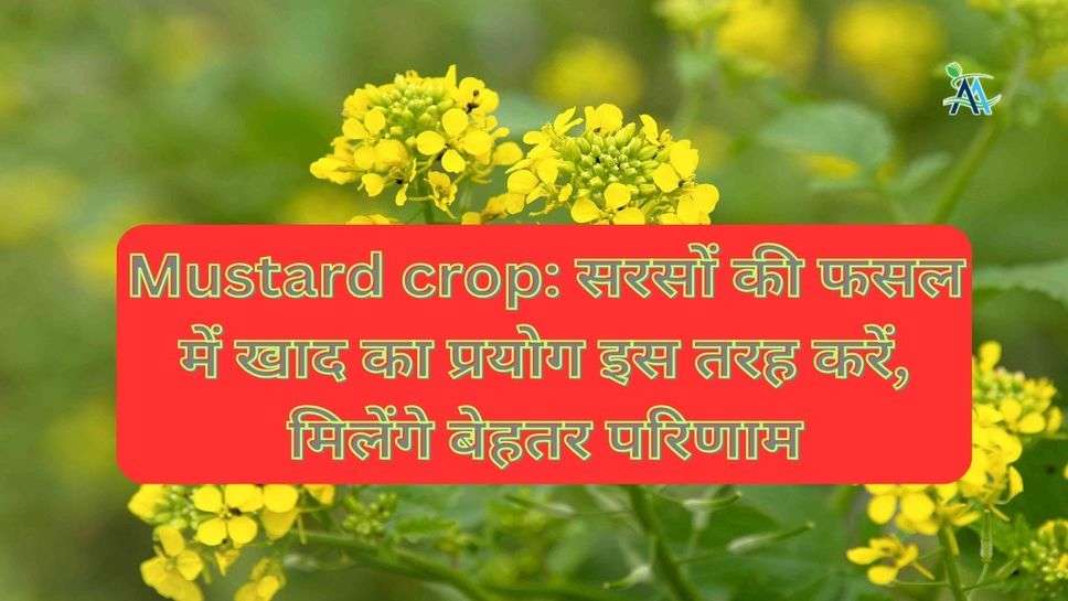 Mustard crop: सरसों की फसल में खाद का प्रयोग इस तरह करें, मिलेंगे बेहतर परिणाम