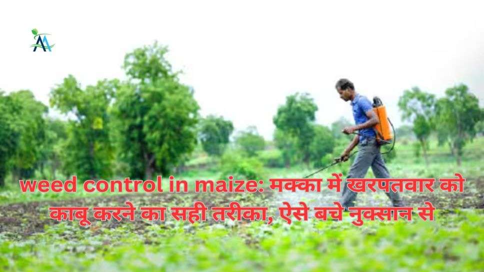weed control in maize: मक्का में खरपतवार को काबू करने का सही तरीका, ऐसे बचे नुक्सान से