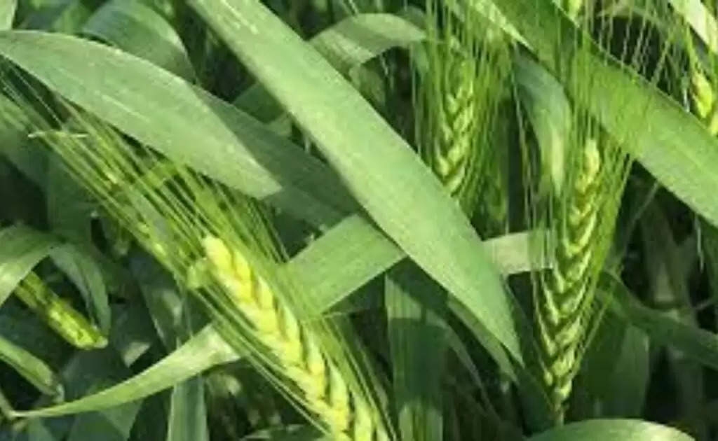 Main fertilizers used in wheat: गेहूं में दोगुने कल्ले और लंबी बालीयों  के लिए पानी के साथ डालें ये तीन खाद, आमदन होगी डबल