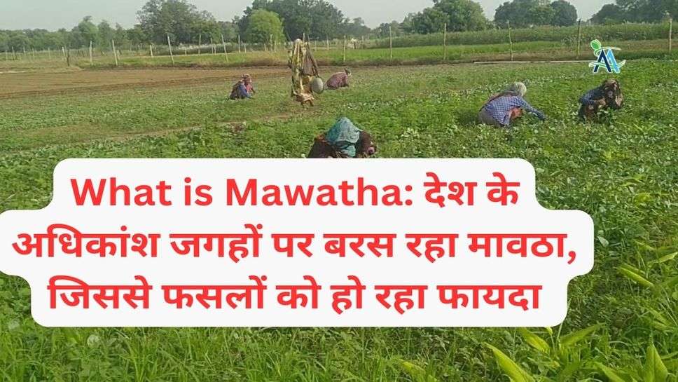 What is Mawatha: देश के अधिकांश जगहों पर बरस रहा मावठा, जिससे फसलों को हो रहा फायदा