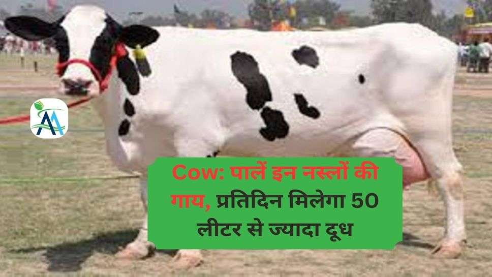 Cow: पालें इन नस्लों की गाय, प्रतिदिन मिलेगा 50 लीटर से ज्यादा दूध