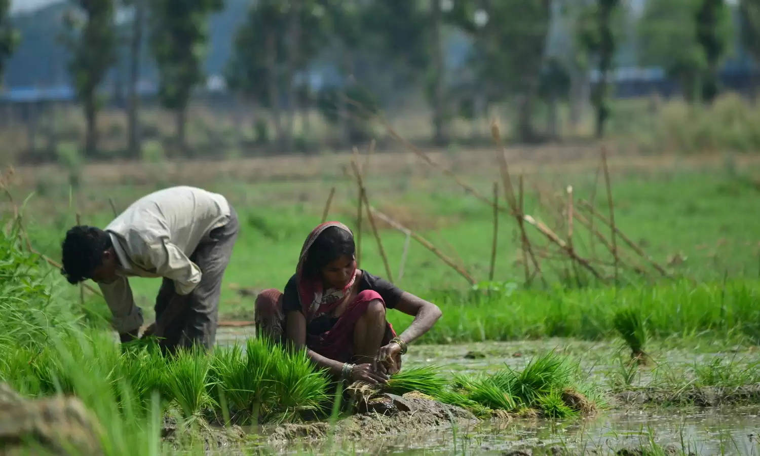 Farmers' Income: किसान इन पांच तरीकों से बचत के साथ बढ़ा सकते हैं अपनी उपज, जानिए टिप्स