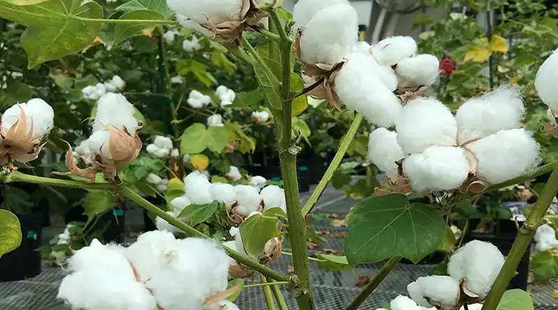 Cotton Price: इस मंडी में नरमा बिका 10,000 रुपये क्विंटल, किसानों की बढ़ी उम्मीद