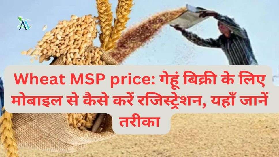 Wheat MSP price: गेहूं बिक्री के लिए मोबाइल से कैसे करें रजिस्ट्रेशन, यहाँ जानें  तरीका