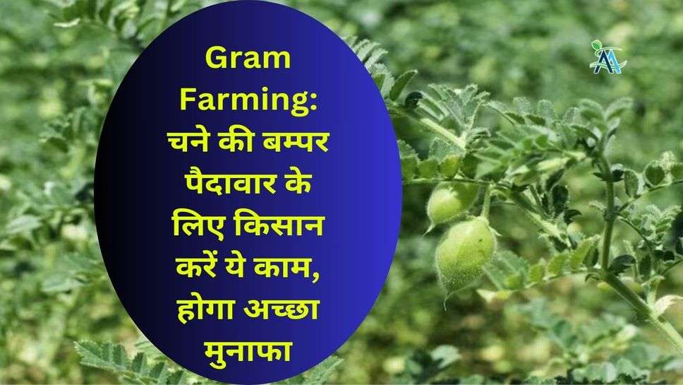 Gram Farming: चने की बम्पर पैदावार के लिए किसान करें ये काम, होगा अच्छा मुनाफा