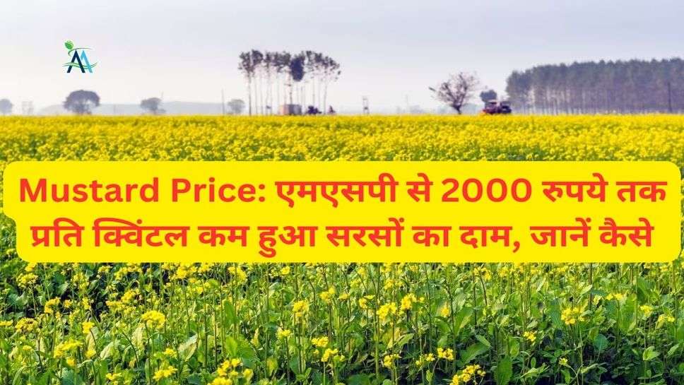 Mustard Price: एमएसपी से 2000 रुपये तक प्रति क्विंटल कम हुआ सरसों का दाम, जानें कैसे