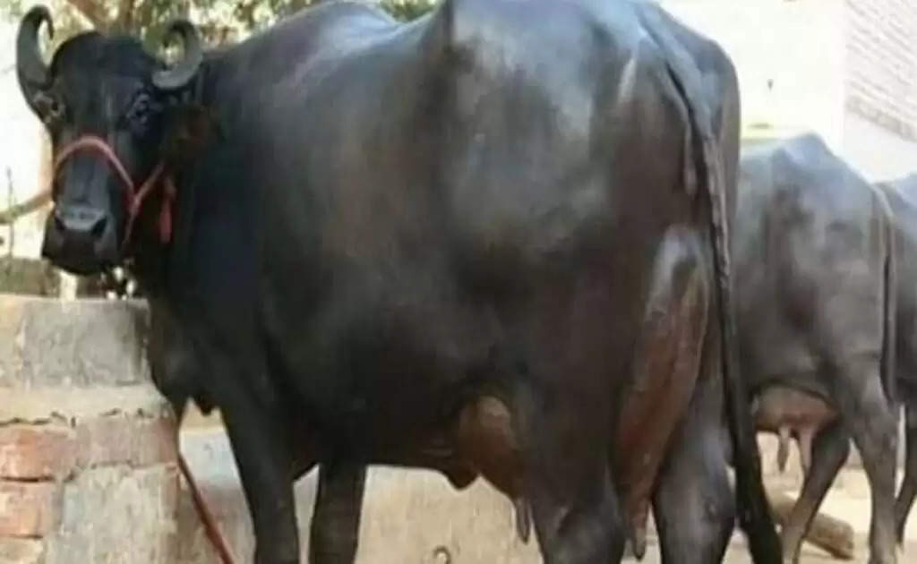 Surti Nasal Buffalo: पाले सुरती नस्ल की भेंस मालामाल होंगे किसान, देती है 15 लीटर दूध हर रोज