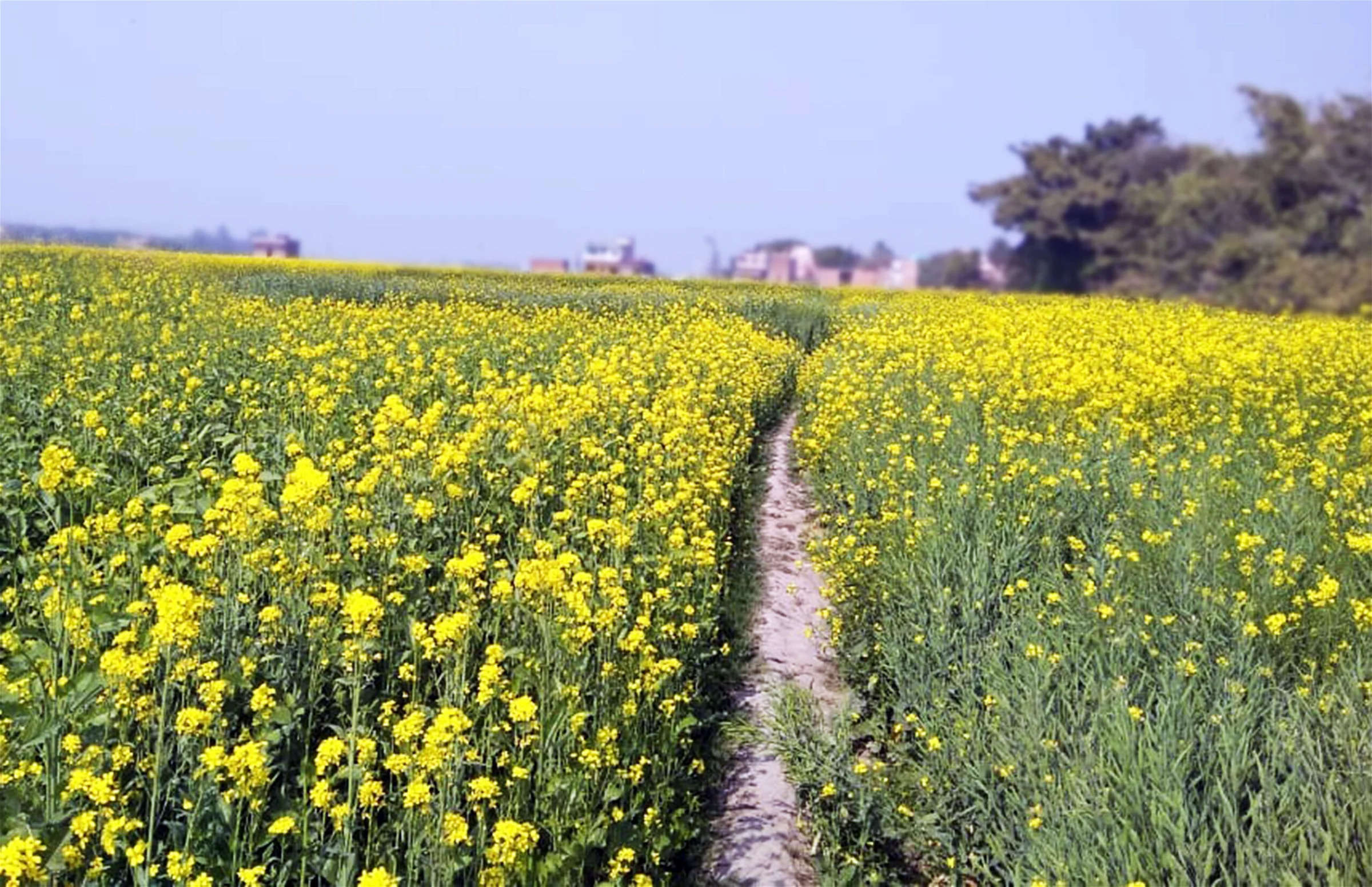 Mustard field: सरसों की फसल को कोहरे, पाले व खरपतवार से बचाने के लिए दिसंबर माह में करें ये काम