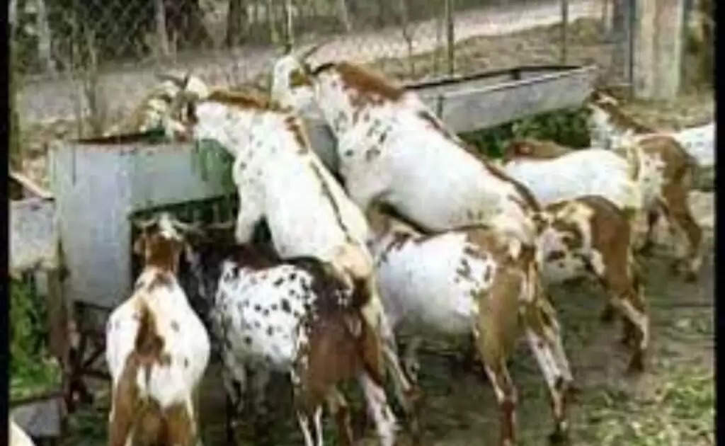 Goat Farming: बकरियों को डाले  इस पेड़ के हरे पत्ते, नहीं पड़ेगी दवाई खिलाने की जरूरत