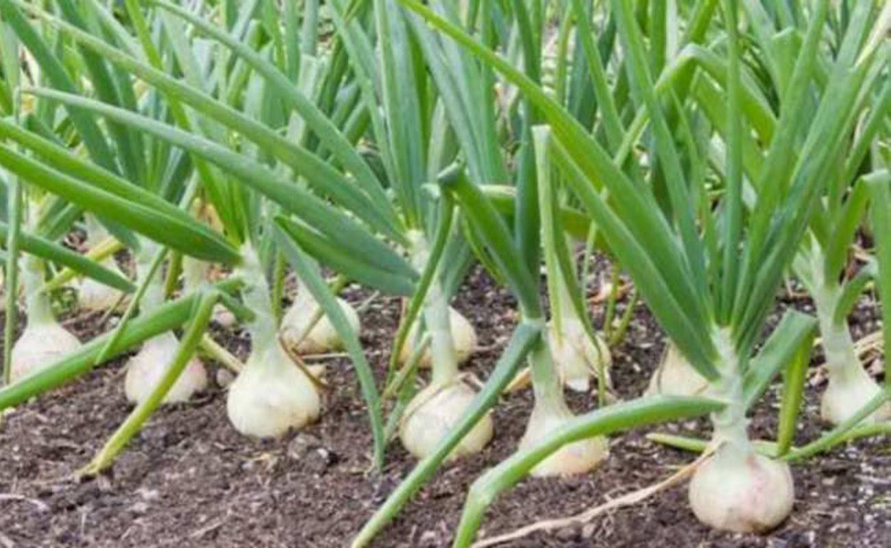 Garlic Varieties: कृषि वैज्ञानिकों ने ईजाद की लहसुन की 4 नई किस्में, प्रति एकड़ होगी 80 से 100 क्विंटल पैदावार
