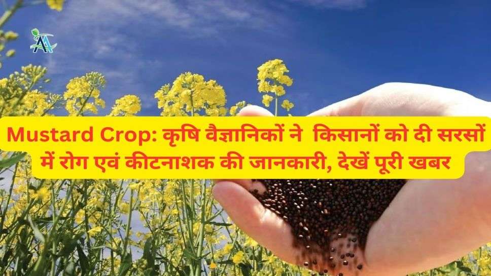 Mustard Crop: कृषि वैज्ञानिकों ने  किसानों को दी सरसों में रोग एवं कीटनाशक की जानकारी, देखें पूरी खबर