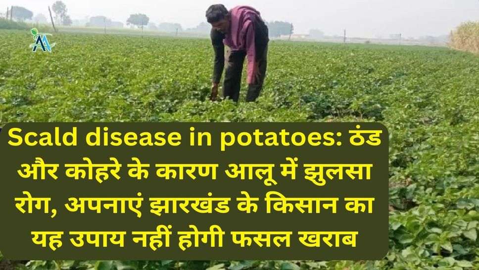 Scald disease in potatoes: ठंड और कोहरे के कारण आलू में झुलसा रोग, अपनाएं झारखंड के किसान का यह उपाय नहीं होगी फसल खराब