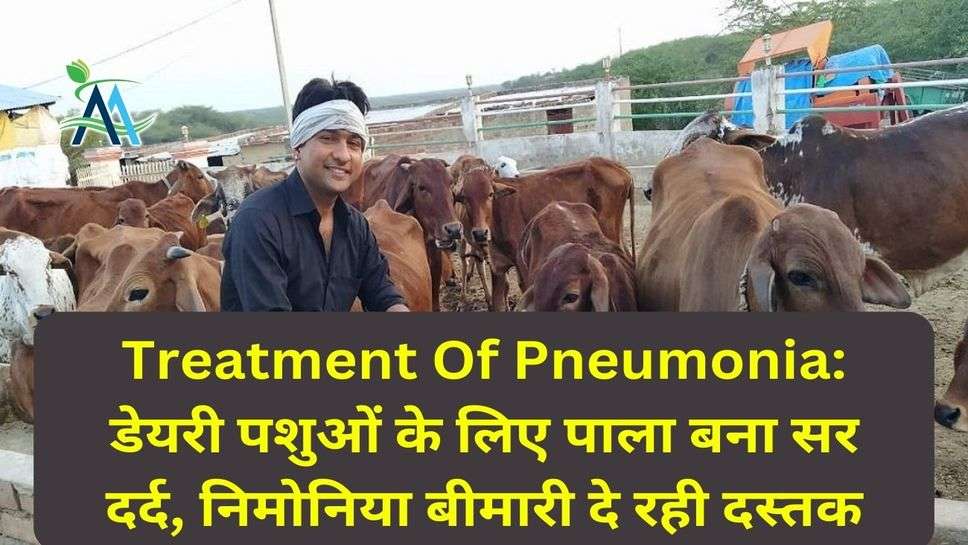 Treatment Of Pneumonia: डेयरी पशुओं के लिए पाला बना सर दर्द, निमोनिया बीमारी दे रही दस्तक