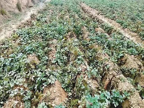 Farming of potato: आलू की खेती करने वाले किसानों पर संकट, फसल को ऐसे बचाएं इन रोगों से