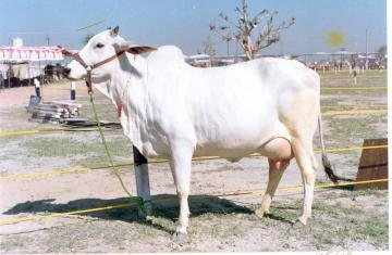 Haryanvi Breed Cow: गाय की सबसे टाॅप नस्ल जिसके दूध में है शुगर व हर्ट अटैक को रोकने की पावर
