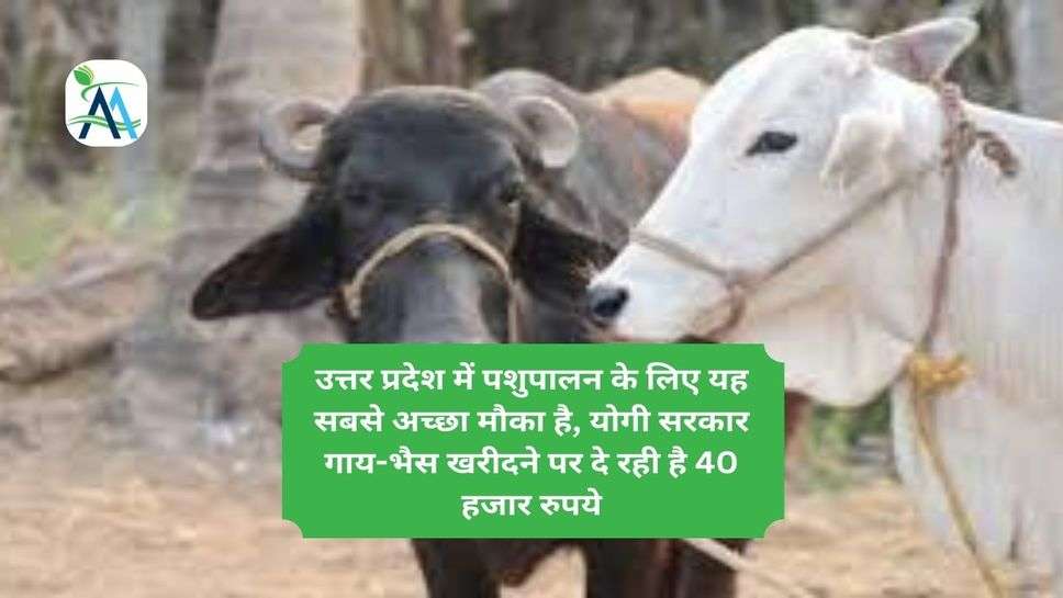 पशुपालन के लिए यह सबसे अच्छा मौका, सरकार गाय-भैस खरीदने पर दे रही 40 हजार रुपये