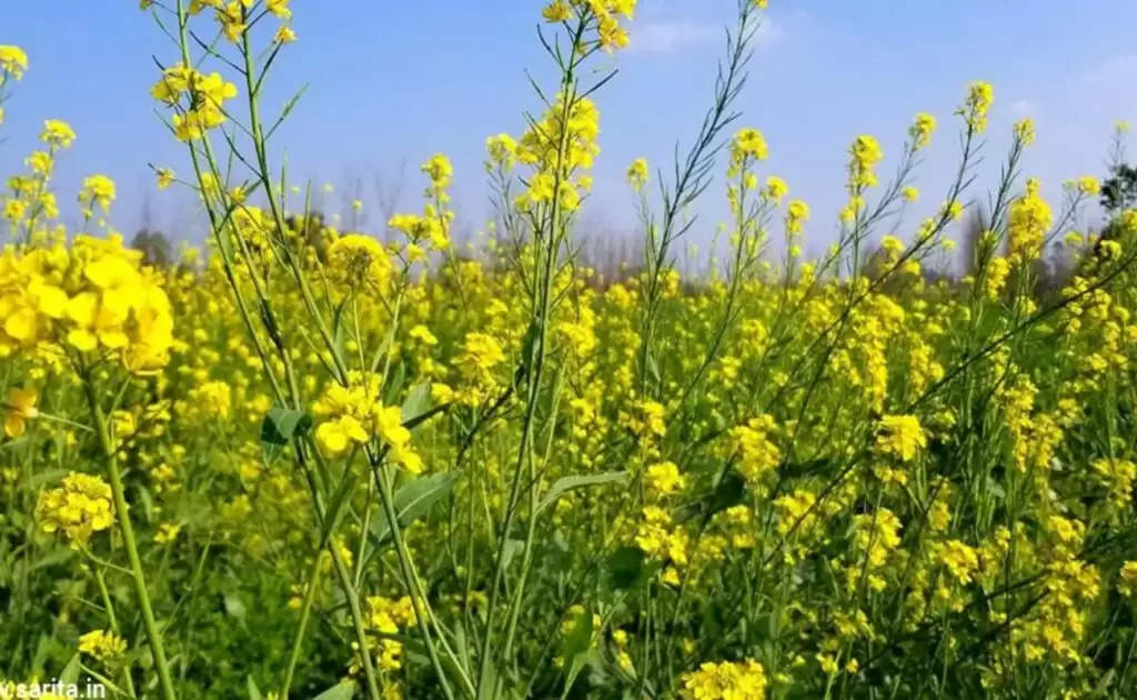 Mustard Farming: सरसों में भरपूर उपज एवं तेल वृद्धि के लिए अपनाएं यह तरीका