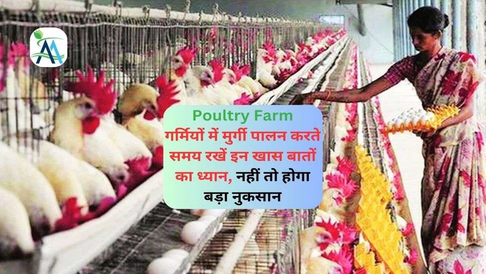 Poultry Farm: गर्मियों में मुर्गी पालन करते समय रखें इन खास बातों का ध्यान