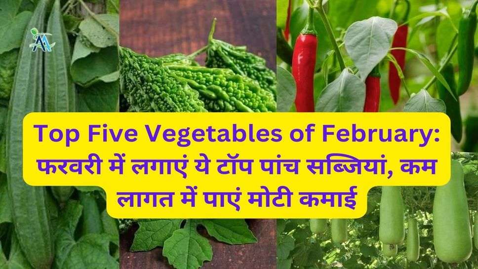 Top Five Vegetables of February: फरवरी में लगाएं ये टॉप पांच सब्जियां, कम लागत में पाएं मोटी कमाई