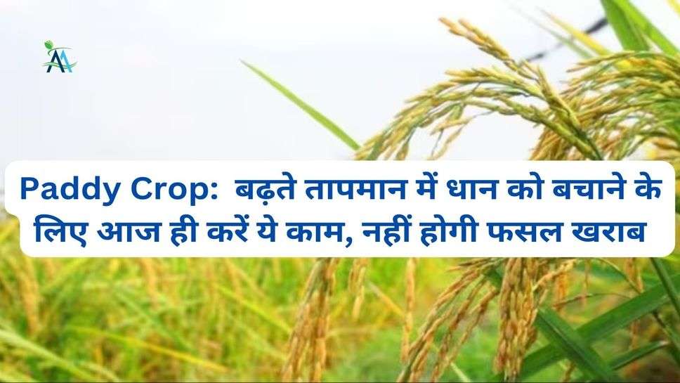 Paddy Crop:  बढ़ते तापमान में धान को बचाने के लिए आज ही करें ये काम, नहीं होगी फसल खराब