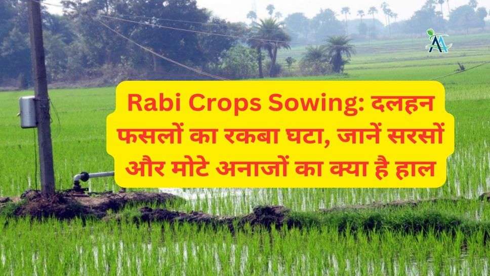 Rabi Crops Sowing: दलहन फसलों का रकबा घटा, जानें सरसों और मोटे अनाजों का क्या है हाल