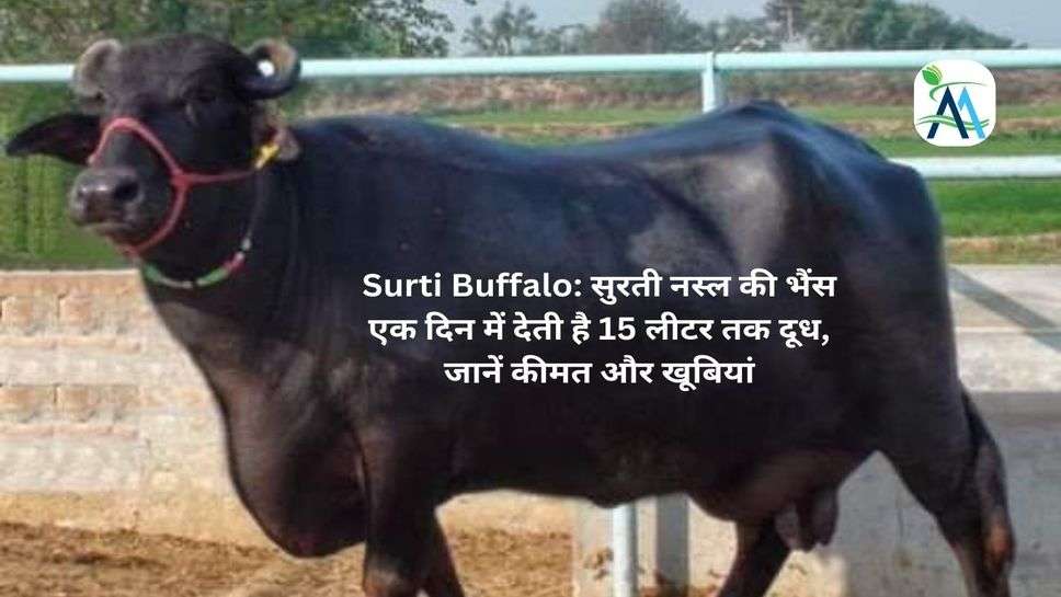 Surti Buffalo: सुरती नस्ल की भैंस एक दिन में देती है 15 लीटर तक दूध, जानें कीमत और खूबियां