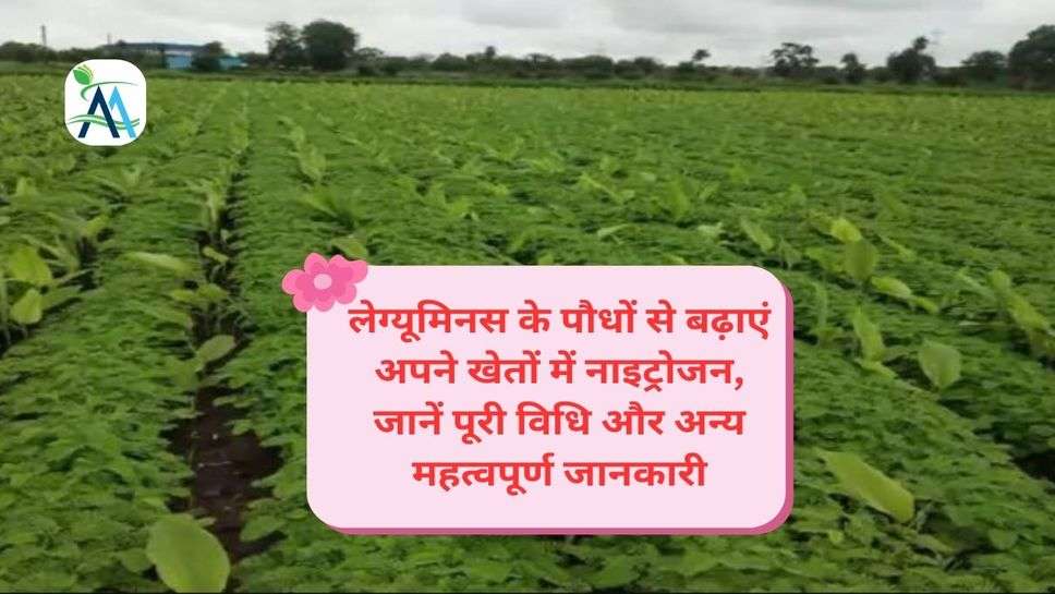 लेग्यूमिनस के पौधों से बढ़ाएं अपने खेतों में नाइट्रोजन, जानें पूरी विधि और अन्य महत्वपूर्ण जानकारी