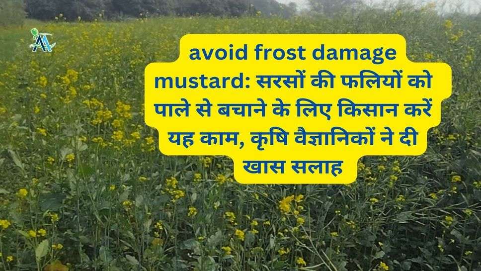 avoid frost damage mustard: सरसों की फलियों को  पाले से बचाने के लिए किसान करें यह काम, कृषि वैज्ञानिकों ने दी खास सलाह