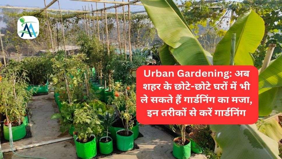 Urban Gardening: अब शहर के छोटे-छोटे घरों में भी ले सकते हैं गार्डनिंग का मजा, इन तरीकों से करें गार्डनिंग
