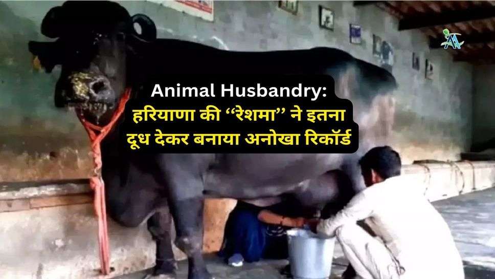 Animal Husbandry: हरियाणा की ‘‘रेशमा’’ ने इतना दूध देकर बनाया अनोखा रिकाॅर्ड